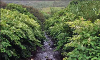  ?? Photo by Declan Malone ?? Japanese Knotweed growing abundantly along the banks of a stream : Now is t he best t ime to spray with glyphosate weedkiller but care needs to be taken not to pollute waterways.