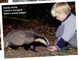  ??  ?? Family friend: Laurie’s son handfeeds a young badger.