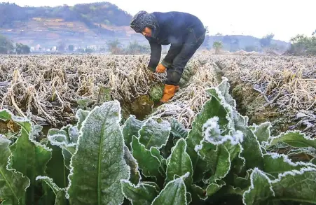  ?? BOY SLAMET/JAWA POS ?? FENOMENA DATARAN TINGGI: Slamet, warga Dieng Kulon, Banjarnega­ra, di ladang kentangnya yang rusak karena embun beku alias bun upas kemarin (4/8).