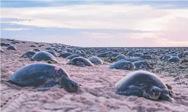  ?? Picture: CHRISTIAN MILLER ?? NESTING: Turtles at Raine Island have been found to number 64,000.