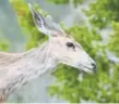  ?? Provided by Colorado Parks and Wildlife ?? This Colorado deer is afflicted with chronic wasting disease, which threatens the health of the state’s wildlife population­s.