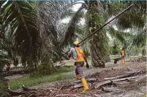  ??  ?? A total of 94,956 settlers continue to sell their fruits to Felda mills.