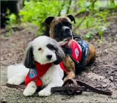  ?? American Humane ?? Olive, 7, a poodle mix, is the therapy dog finalist. She is shown with her friend, Sobe, a boxer.