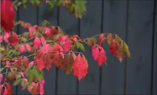  ?? PHOTOS BY KATHY RENWALD, SPECIAL TO THE HAMILTON SPECTATOR ?? The dark fence is a perfect contrast for the intense colours of this burning bush.