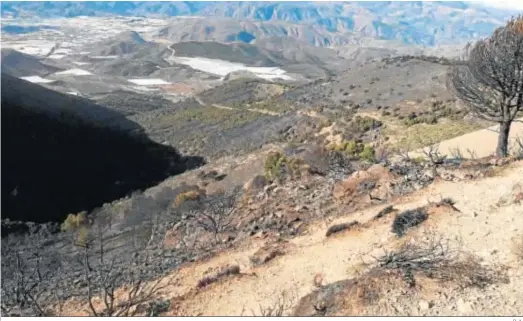  ?? D. A. ?? Esta es la desoladora estampa que deja el incendio orginado en Castala.