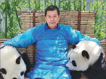  ?? PROVIDED TO CHINA DAILY ?? Korn Dabbaransi poses with giant panda Lin Bing’s twin cubs at Wolong National Nature Reserve, Sichuan province, in August last year.