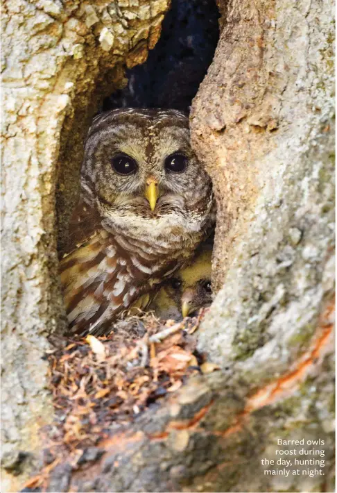  ??  ?? Barred owls roost during the day, hunting mainly at night.