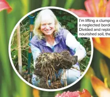  ??  ?? I’m lifting a clump of daylilies from a neglected border in early spring. Divided and replanted into wellnouris­hed soil, they’ll flower better
