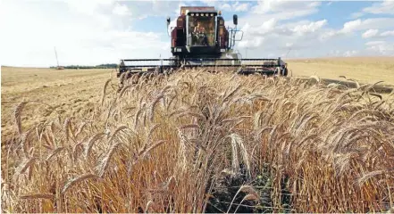  ?? Photo: Reuters. ?? Food security: A grain harvester in action in Minsk. There are currently record stockpiles for the major grains.