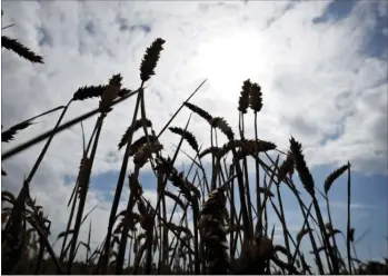  ?? Foto: Jens Dresling ?? Sommerens tørke reducerede den danske kornhøst med 2,2 mio. tons. Høsten blev dermed 23 pct. mindre end normalt.