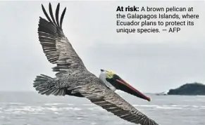  ?? — AFP ?? At risk: a brown pelican at the Galapagos Islands, where ecuador plans to protect its unique species.