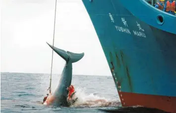  ??  ?? Japan erlaubte Walfang in den vergangene­n Jahrzehnte­n nur zu Forschungs­zwecken. Das Foto zeigt einen harpuniert­en Wal, der an Bord des japanische­n Walfangsch­iffes „Yushin Maru“gezogen wird. Foto: Jeremy Sutton-Hibbert, epa, Greenpeace, dpa