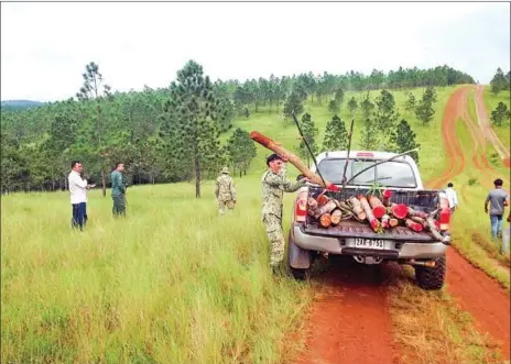  ?? HENG CHIVOAN ?? Rangers remove posts illegally erected on State land in the Keo Seima Wildlife Sanctuary in Mondulkiri province on Sunday. The environmen­t ministry has 1,200 rangers nationwide to conserve natural resources and prevent crime in protected areas.