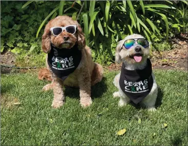  ?? COURTESY PHOTOS ?? Four-year old Scout and 12-year-old Jeter are cockapoos who serve the Selma Unified School District as therapy dogs.