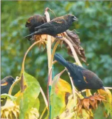  ?? ASSOCIATED PRESS ?? Near Langley, Wash., shows blackbirds feeding from sunflower seed pods in a residentia­l garden. A variety of landscape plants are important when creating wildlife habitat.