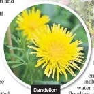  ??  ?? Dandelion