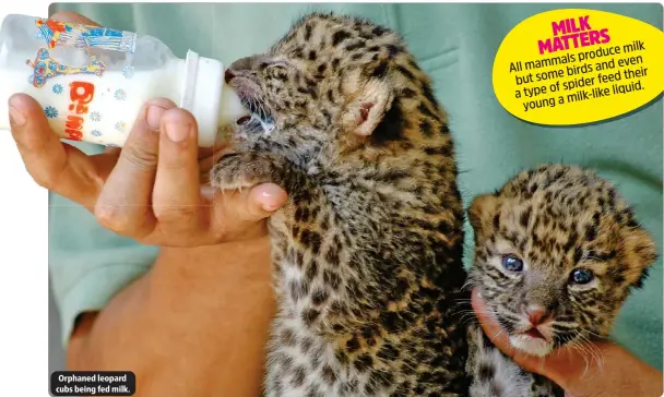  ?? ?? Orphaned leopard cubs being fed milk.
MILK MATTERS milk produce mammals even All birds and but some their spider feed a type of milk-like liquid. young a