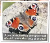  ??  ?? A peacock butterfly is one variety that goes into winter dormancy as an adult