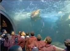  ??  ?? TUNNEL VISION: Children watch spellbound in the gargantuan tunnel which curls around the I&J Predator Exhibit, the aquarium’s most charismati­c drawcard. Here one of the residents undulates along in the sleepy, five-knot current.