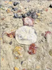  ?? ?? Pictures show dozens of jellyfish washed up in Whitstable on Friday; and Marie Hammies spotted many more in Hampton, Herne Bay