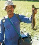  ?? —ANSELMO ROQUE ?? SLIPPERY CATCH A farmer shows eels he caught from a rice farm in the Science City of Muñoz.