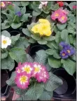  ?? Special to the Democrat-Gazette/ JANET B. CARSON ?? English primroses don’t have a long growing season in Arkansas but they work as “shoulder plants,” bridging the color gap between winter and summer.