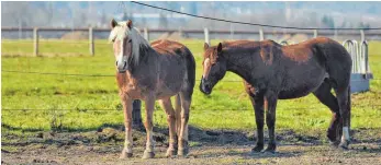  ?? FOTO: DPA ?? Brechen Pferde von der Koppel aus, können sie einigen Schaden anrichten. Halter sollten sich gegen dieses sogenannte Weiderisik­o absichern.