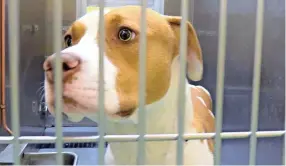  ??  ?? A dog stands in a kennel at the Memphis Animal Service on Friday, Oct. 23, 2020.