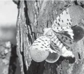  ?? MATT ROURKE/AP 2019 ?? The spotted lanternfly was first detected in southeaste­rn Pennsylvan­ia in 2014.