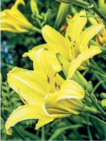  ?? NEIL ROSS/NZ GARDENER ?? Daylily ‘‘Amazing Grace’’. Now’s the time to divide your favourite daylilies to extend your plantings.