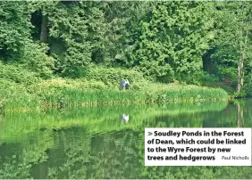  ?? Paul Nicholls ?? Soudley Ponds in the Forest of Dean, which could be linked to the Wyre Forest by new trees and hedgerows