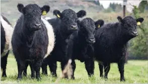  ?? Ref:RH29092219­4 ?? SMART LOOKING Belted Galloway heifers, with some will be offered for sale and some retained