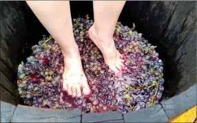  ?? Photo submitted ?? Erin Rowe stomped grapes at the Tontitown Grape Festival while researchin­g her book on Ozark culinary history.