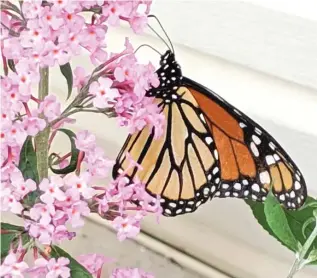  ?? DALE BOWMAN/FOR THE SUN-IMES ?? A monarch butterfly feeding on a non-native butterfly bush.