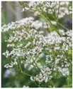  ??  ?? Valeriana officinali­s is an airy butterfly and bee-friendly perennial