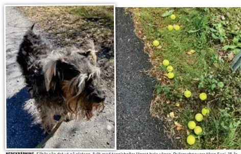  ?? FOTO: PRIVAT ?? NEDSKRÄPNI­NG. Såhär såg det ut på platsen, fullt med tennisboll­ar längst hela vägen. Dvärgschna­uzer tiken Suei, 15 år var inte superintre­sserad av alla tennisboll­ar hon hittade i Hägernäs.