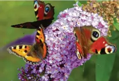  ?? Foto: Bernd Wüstneck, dpa ?? Ein Zuhause für die Schmetterl­inge wie Tagpfauena­uge und kleiner Fuchs (links) ist der Sommerflie­der im Garten.