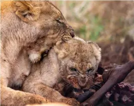  ?? ?? BELOW Lions don’t chew their food. Instead they use sharp carnassial teeth to tear the meat into chunks they can swallow. It can look savage.