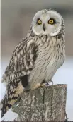  ?? BRIAN MORIN ?? The Short-eared Owl is a scarce visitor, sometimes overwinter­ing in our region. Watch for this owl at dusk as it hunts over fields in search of voles and other rodents.