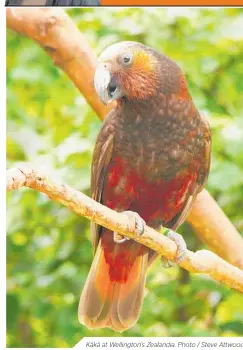  ??  ?? Kākā at Wellington’s Zealandia. Photo / Steve Attwood