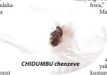  ??  ?? CHIDUMBU chenzeve