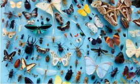  ?? Photograph: Jochen Tack/Alamy ?? A collection of insects at the Oxford University Museum of Natural History. Biologists have never reached universal agreement over what constitute­s a species.