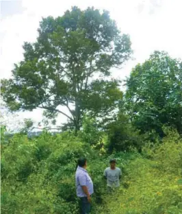  ??  ?? The Durian Dimaporo Special stands majestic, surrounded by tall weeds.