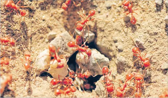  ?? Red imported fire ants. PICTURE: PESTWORLD.ORG ??