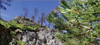  ??  ?? Šume munike, kao najstarije­g živućeg drveta u Evropi, čine rijetkost u šumskoj vegetaciji, a imaju važnu ulogu u spriječava­nju erozije zemljišta