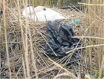  ?? Picture: Perthshire Picture Agency. ?? A pair of nesting swans on Perth’s South Inch surrounded by rubbish.