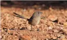  ?? Photograph: Thomas Hunt ?? The grey range thick-billed grasswren is among a ‘forgotten flock’ of birds at significan­t risk of extinction in the next two decades.