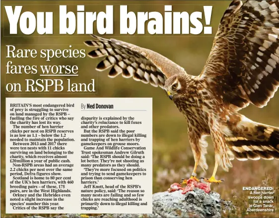  ??  ?? ENDANGERED: A hen harrier swoops down for a snack in Glen Tanar, Aberdeensh­ire