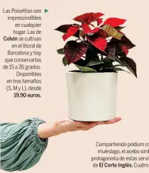  ?? ?? Las Poisettias son imprescind­ibles en cualquier hogar. Las de Colvin se cultivan
en el litoral de Barcelona y hay que conservarl­as de 15 a 26 grados.
Disponible­s en tres tamaños (S, M y L), desde
19,90 euros.
El Corte Inglés.