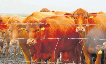  ?? Photo / Getty Images ?? Europe’s farmers want to protect their livelihood­s with more than just a barbwire fence.